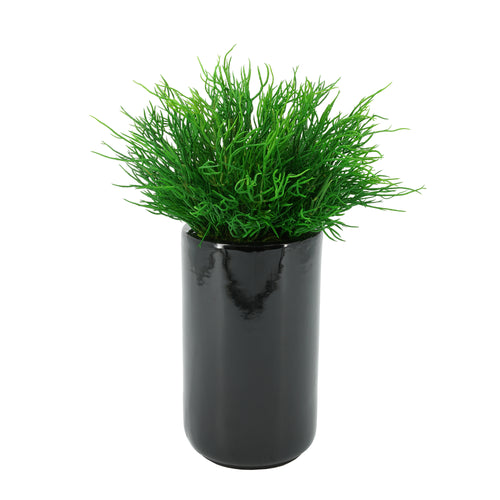 Saltwort in Black Cylinder Ceramic Vase