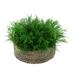 Faux Saltwort in Small Seagrass Tray Basket