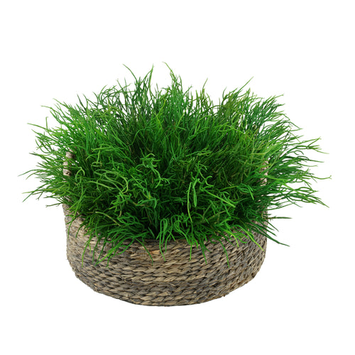 Faux Saltwort in Small Seagrass Tray Basket