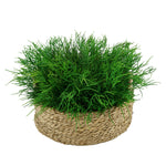 Faux Saltwort in Small Seagrass Tray Basket