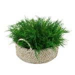 Faux Saltwort in Small Seagrass Tray Basket